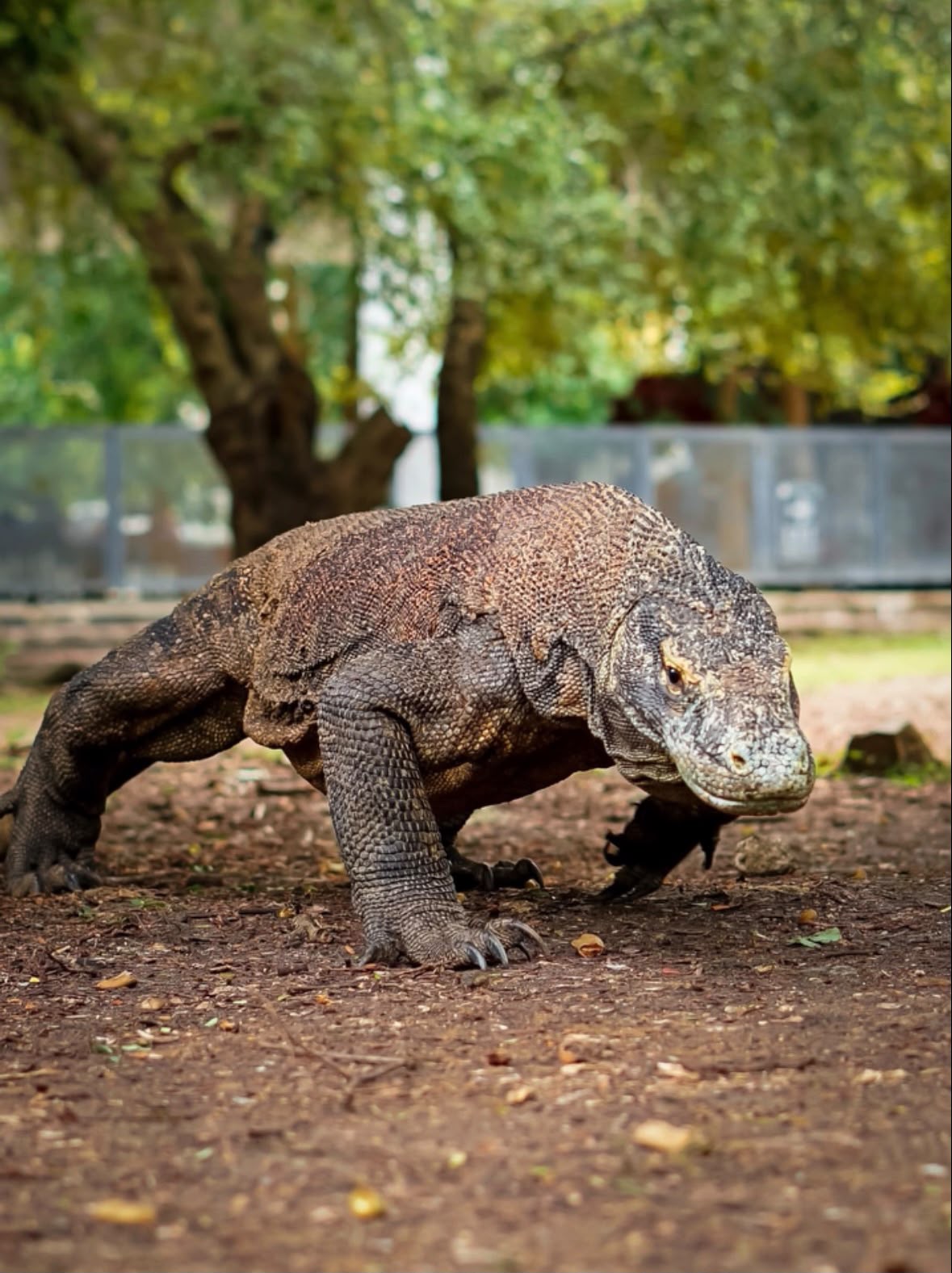 Komodo National Park sailing destination
