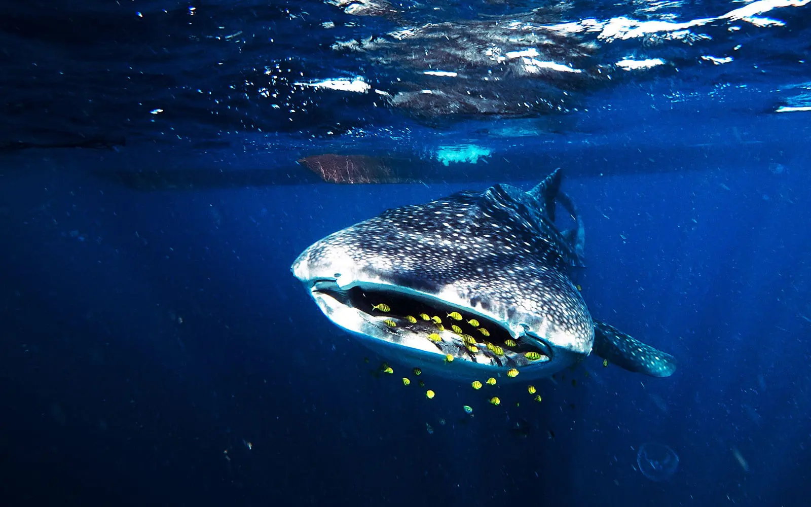 Whale shark Sumbawa Lombok to Labuan Bajo sailing trip