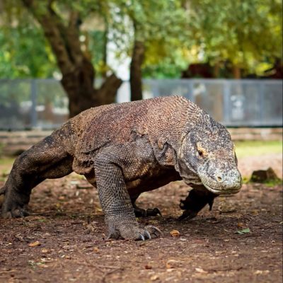 komodo dragob, komodo isalnd, komodo national park