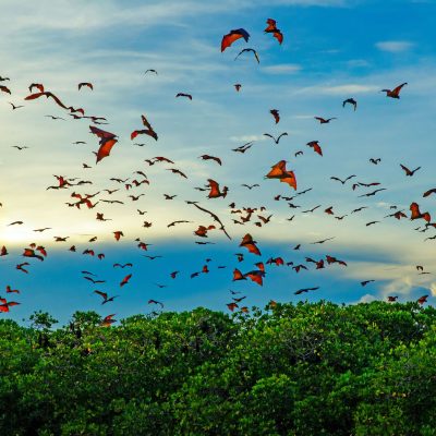 Flying foxes in Kalong Island